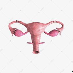 生殖器照片,从照片中探寻人体奥秘