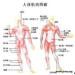 肌肉群图片,揭秘人体力量之源